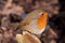 British Robin (Erithacus rubecula)