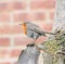 British robin red breast in tree pets pet animals wildlife branch