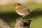 British robin redbreast close up on a log