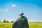 British Rook on a stone