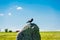 British Rook on a stone of Stonehenge