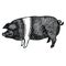 British Saddleback pig Vector illustration Sketch style Hand drawn