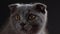 British scottish fold cat close up portrait