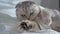 British Scottish Fold cat lies on bed and playing with charging wire. Happy cat. Beautiful tabby cat. Pet is resting in