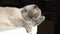 British Scottish fold cat is washing her tongue. Happy cat washes, licks his paw. Beautiful gray cat. Cat lying and