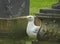 British seagull bathing in a garden park fountain washing drinking