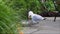 British seagull bird drinking from water bowl in garden