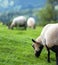 British Sheep grazing on green meadows,near the Malvern Hills,Herefordshire,England,United Kingdom