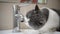 British short hair cat drinking from a water tap