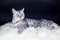 British short hair silver tabby cat lying on sheepskin