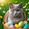 British short-haired cat with green eyes in a wicker basket