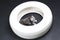 British Shorthair babies in a white tyre