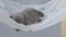 British shorthair baby in a hammock