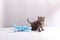 British Shorthair baby looking at a plane