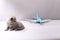 British Shorthair baby looking at a plane