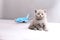 British Shorthair baby looking at a plane