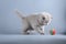 British Shorthair blue kitten playing with a ball