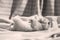 British Shorthair blue kitten sitting on bed sheets, cute face