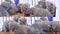 British Shorthair blue kittens playing, Four screens