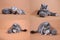 British Shorthair blue kittens playing with mom, Four screens