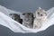 British Shorthair blue and lilac kittens in a swing