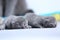 British Shorthair blue, new born kittens