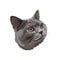 British Shorthair cartoon