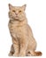 British Shorthair cat, 1 year old, sitting