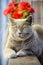 British Shorthair Cat