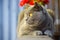 British Shorthair Cat