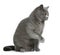 British shorthair cat, 12 months old