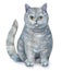 British Shorthair cat