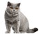 British Shorthair cat, 2 years old