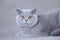 British shorthair cat