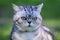 British Shorthair Cat