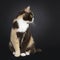 British Shorthair cat on black background