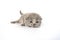 British Shorthair cat, blue color a cute and beautiful baby kitten. Learn to walk on a white background