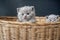 British Shorthair cat, Blue color a cute and beautiful baby kitten playing naughty in a basket