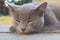 british shorthair cat with blue gray fur sleeping on wooden bench. sunset lights. Portrait of a gray cat relaxing in nature