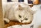 British Shorthair Cat Breed Baby Domestic Cats British Kitty Innocent Kitties Kitten Meow Pet House Pets Tiger UK Grooming Showcat