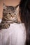 British shorthair cat with casual dressed woman who is holding and petting cute cat resting at home