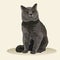 British Shorthair cat. Cat breed. Favorite pet. Lovely fluffy kitten. Realistic vector illustration.