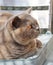 British shorthair cat on chair