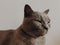 British Shorthair Cat cute animals funny kitten grey cat