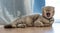The British Shorthair cat cute happy to play pet animal relax sleeps