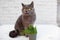 British Shorthair cat He eats useful vitamin-rich grass in a pot from a pet shop.