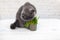 British Shorthair cat He eats useful vitamin-rich grass in a pot from a pet shop.