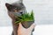 British Shorthair cat He eats useful vitamin-rich grass in a pot from a pet shop.