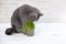 British Shorthair cat He eats useful vitamin-rich grass in a pot from a pet shop