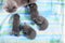 British Shorthair cat family portrait seen from above